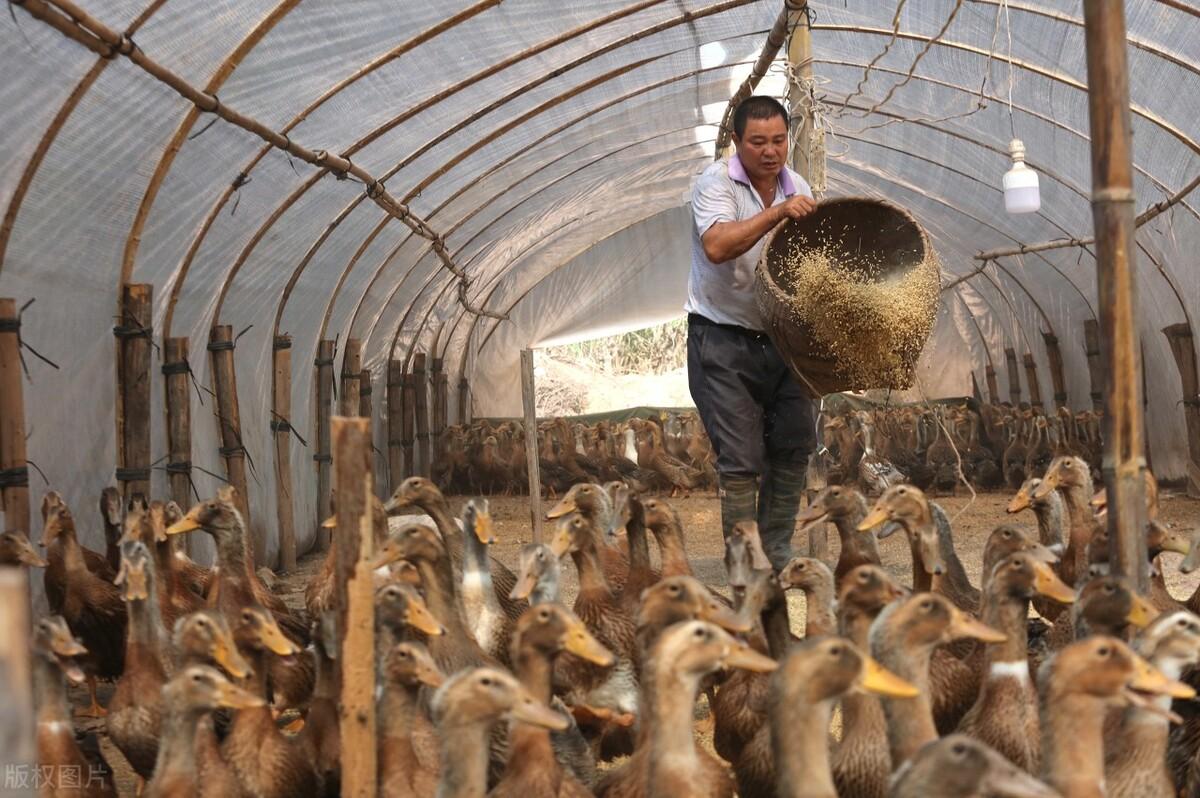 广东省肉鸭价格走势分析