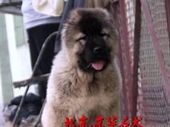 高加索幼犬，两个月萌宠的成长与陪伴